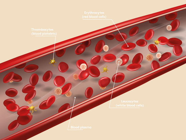 Graphic representation of the blood components