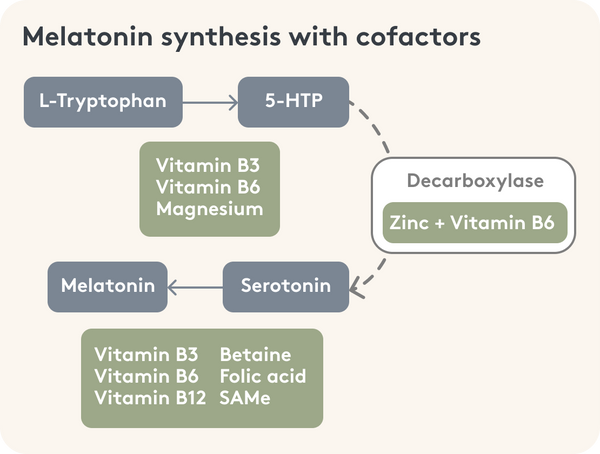 Graphic representation of melatonin formation