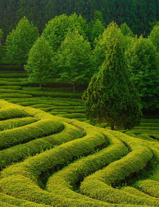 Grüne Felder Matcha Tee Mobile