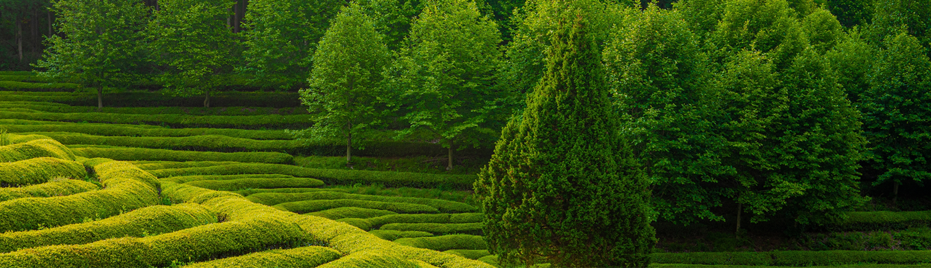 Grüne Felder Matcha Tee