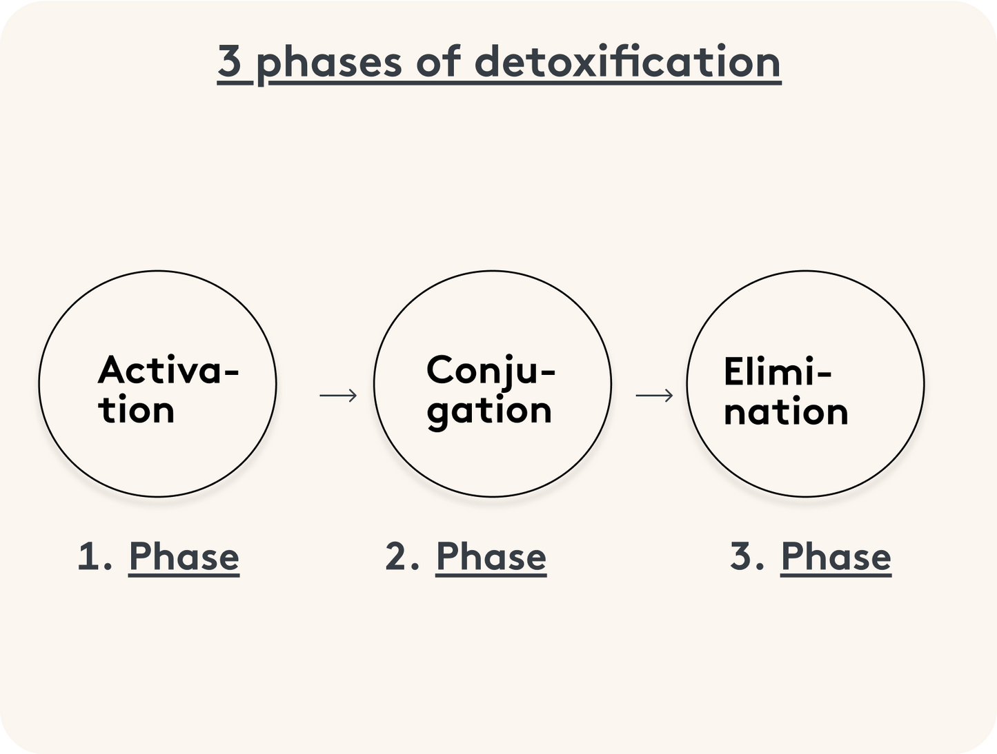 Phases-Detox