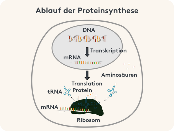 Grafische Darstellung der Proteinsynthese innerhalb der Zelle