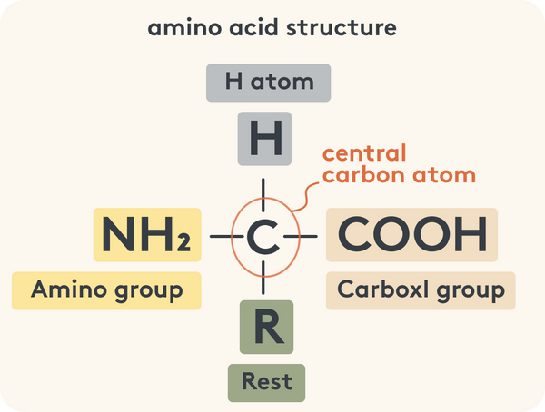 Amino acid structure info graphic