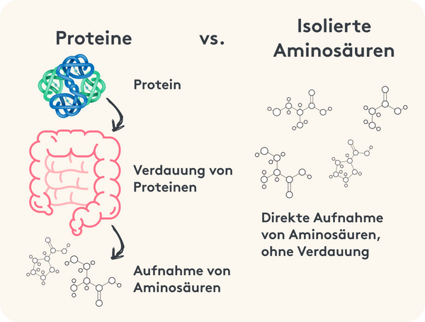 Proteinaufnahme verdauung infografik