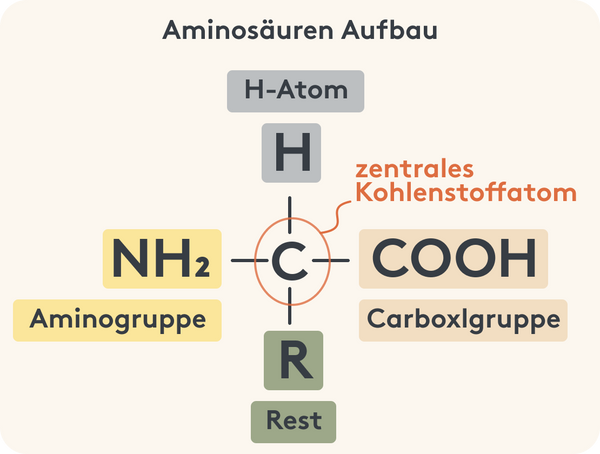 Augbau von Aminosäuren Infographic