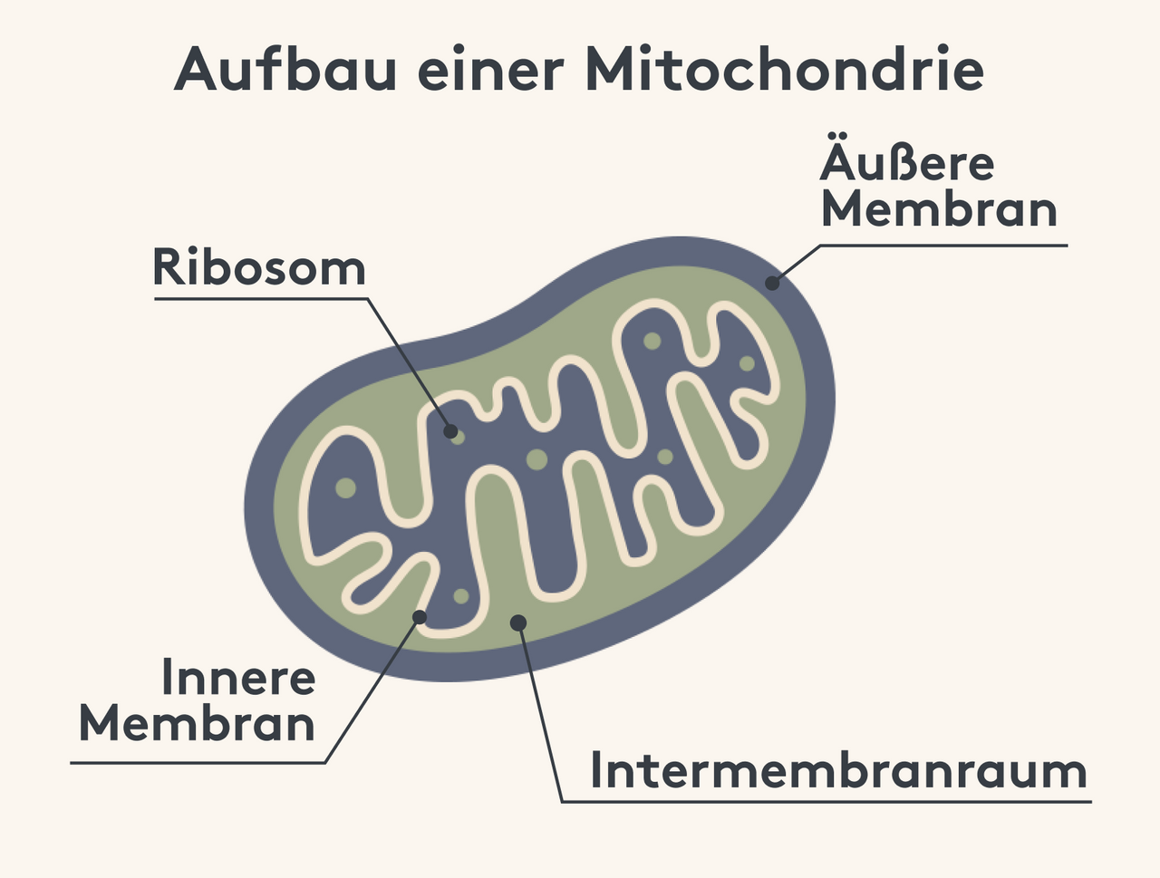 Mitochondrien Aufbau Und Funktion Was sind Mitochondrien: Aufbau & Funktion | MITOcare