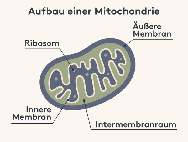 Aufbau eines Miochondriums mit Doppelmembran