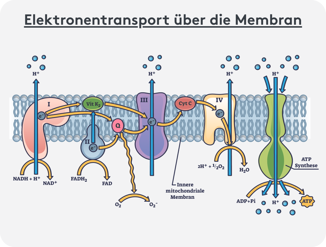 Grafische Darstellung von Elektronentransport ueber die Membran, Transportweg, ATP Synthese