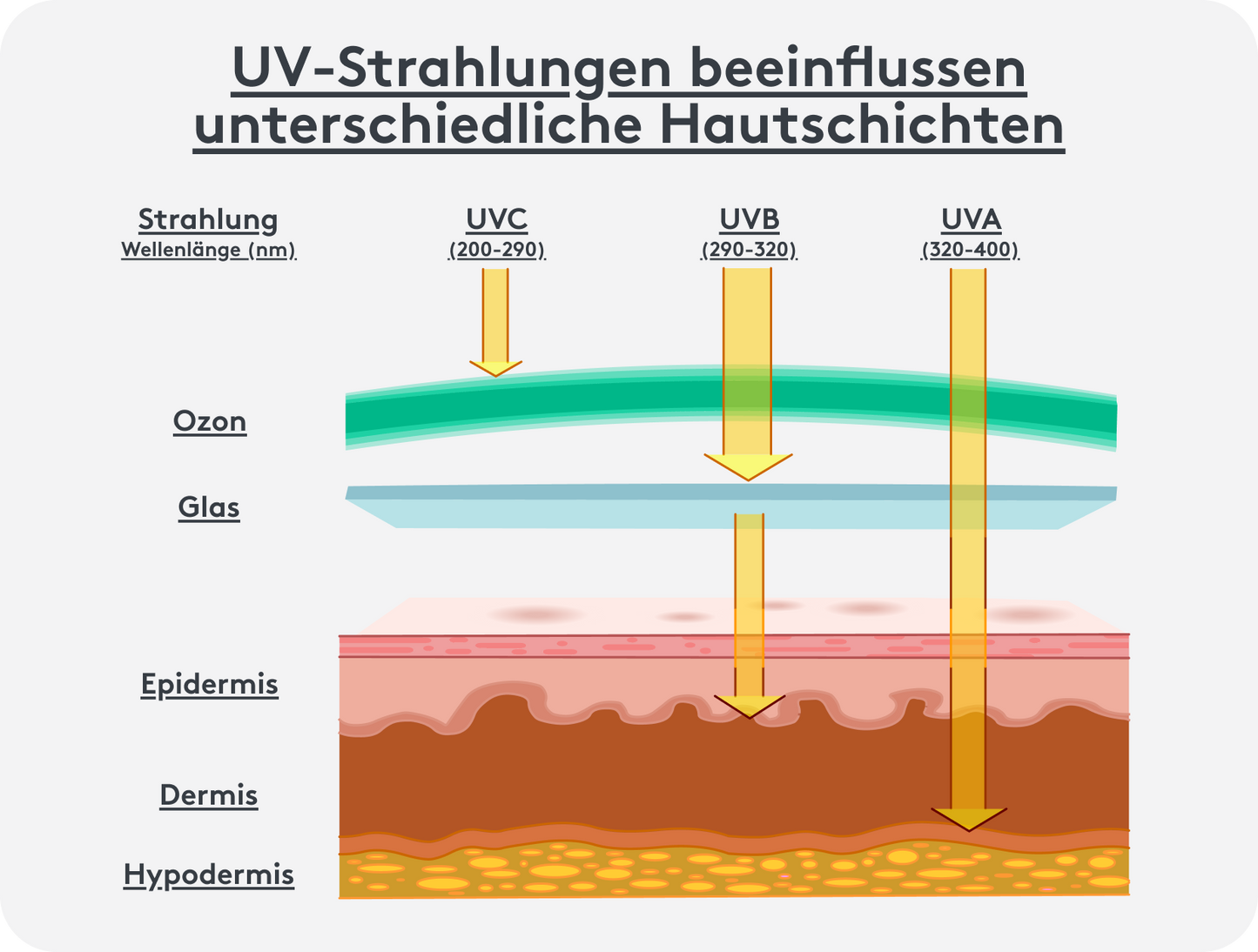 Grafische Darstellung vom Einfluss von UV-Strahlung auf verschiedenen Hautschichten, UVC, UVB, UVA