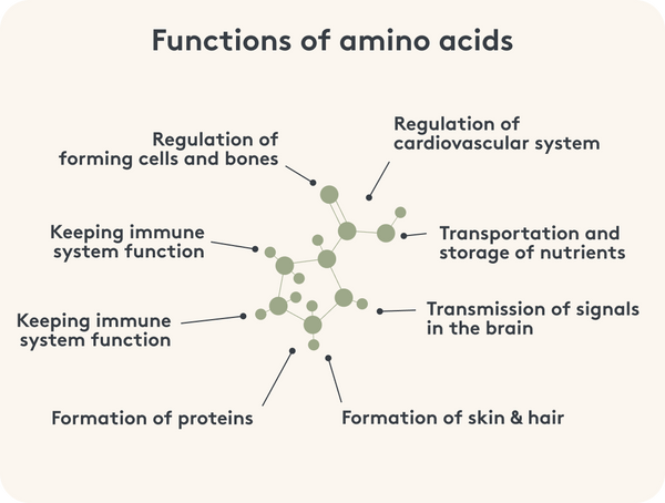 infographic about functions of amino acids