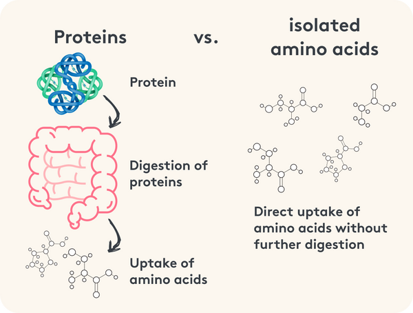 Protein intake digestion infographic