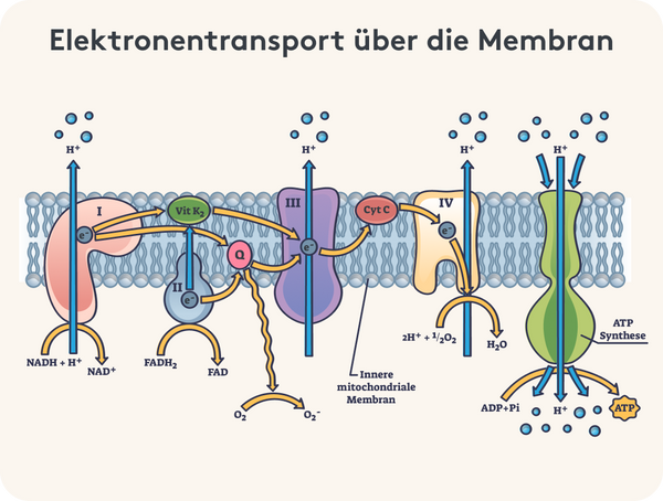 Grafische Darstellung der Elektronenübertragung in der Atmungskette über die Membranen