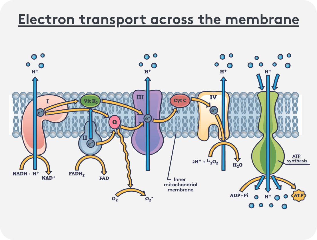 Infographic of the electron transport chain in mitochondria: complexes I–IV, proton gradient, and ATP synthesis
