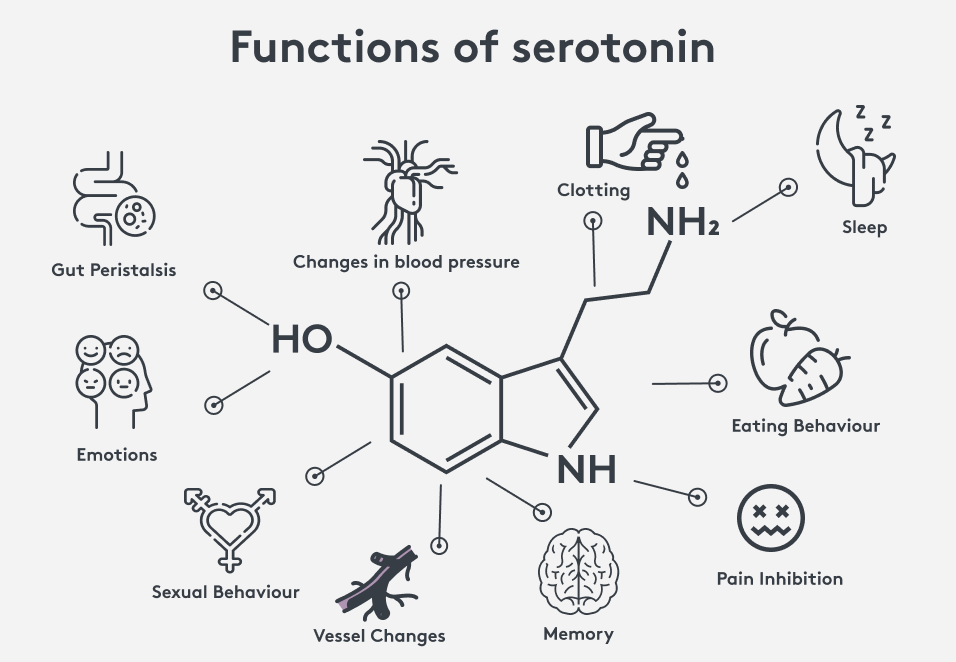 Serotonin functions at a glance