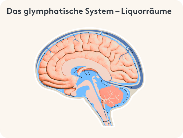 Darstellung des glymphatischen Systems im Gehirn