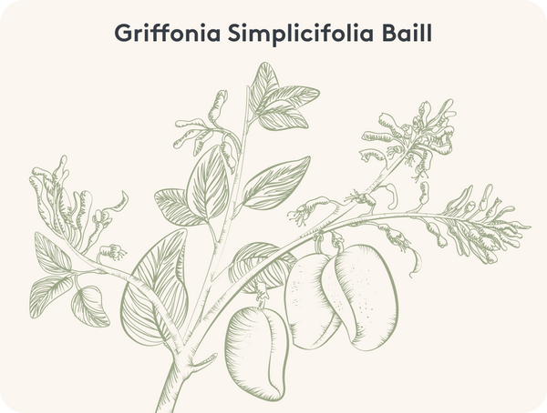 Graphic illustration of a Griffonia simplicifolia