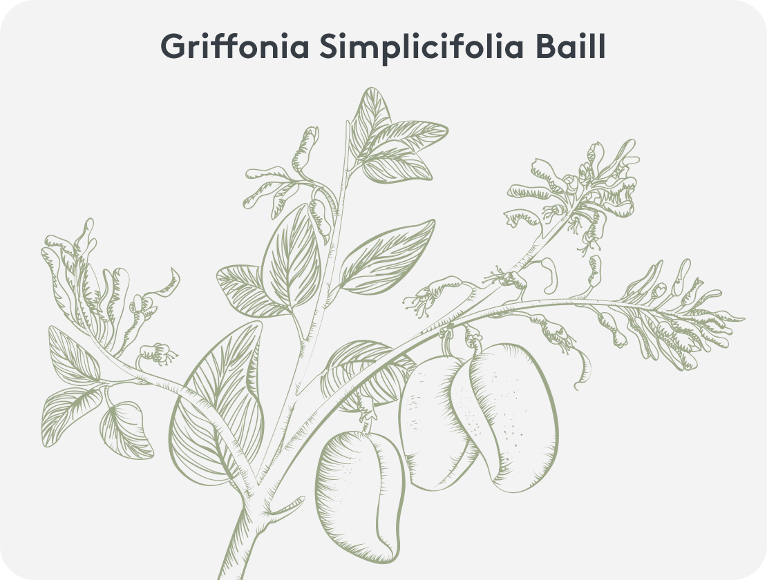 Grafische Darstellung einer Griffonia simplicifolia