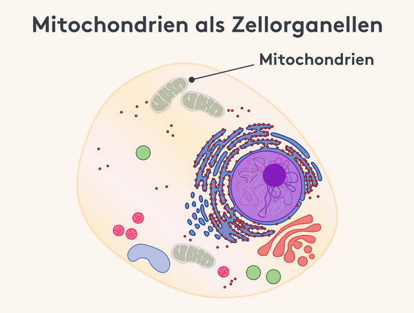 Mitochondrie in der Zelle Infografik