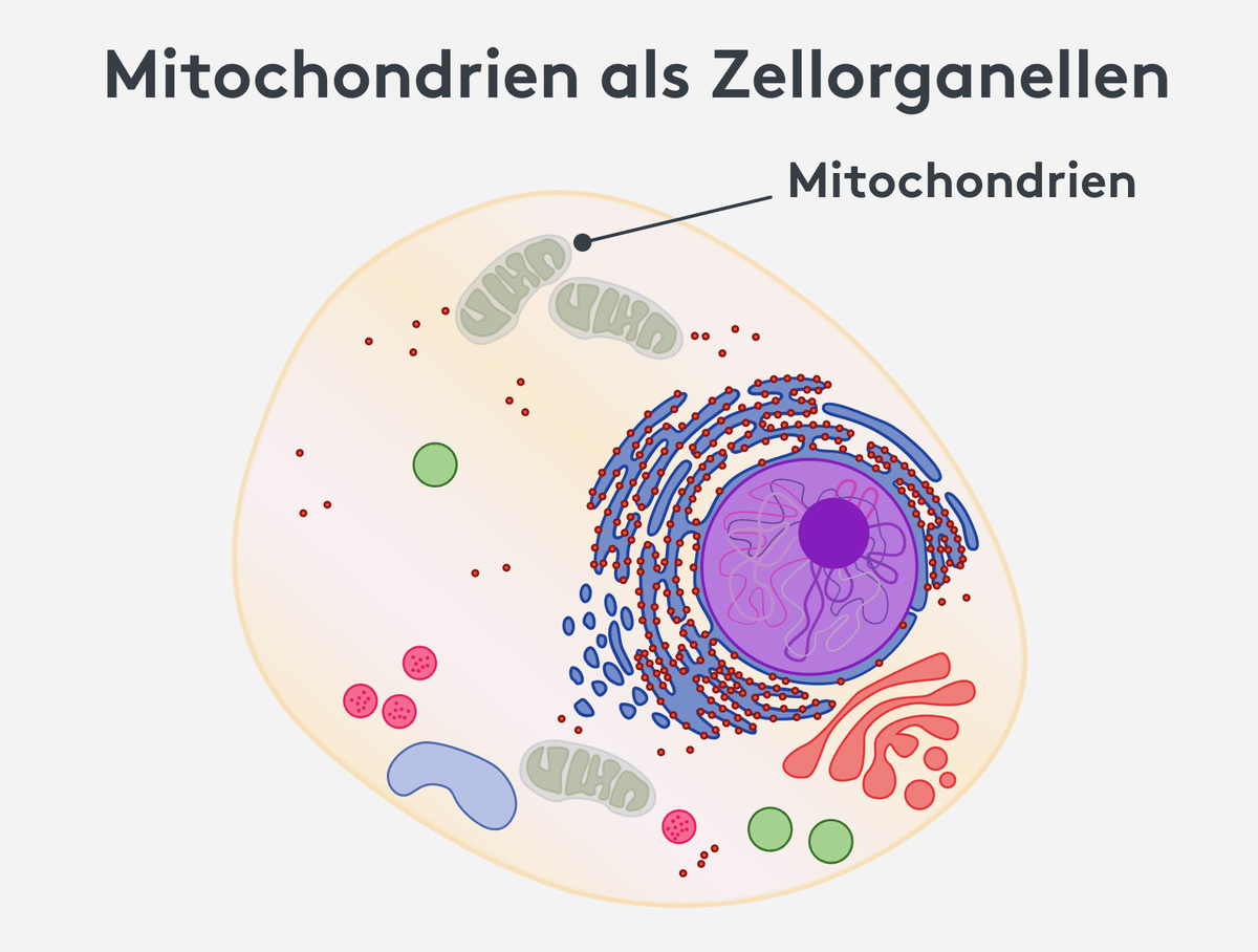 Mitochondrie in der Zelle Infografik