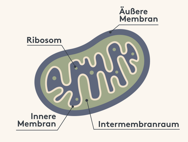 Aufbau eines Miochondriums mit Doppelmembran