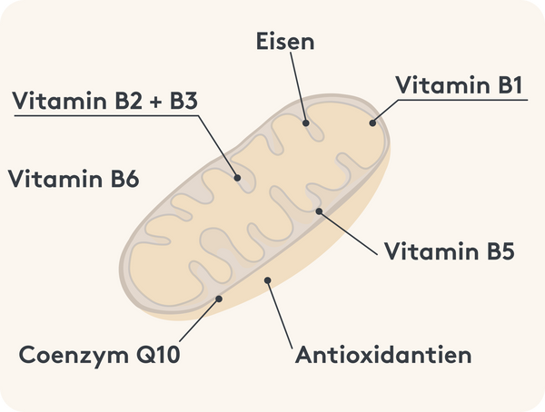 Mitotrope Substanzen Mitochondrien