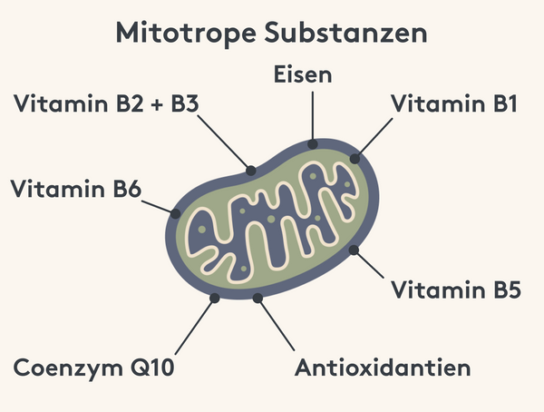 Mitotrope Substanzen Mitochondrien