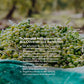 Organic extra virgin olive oil