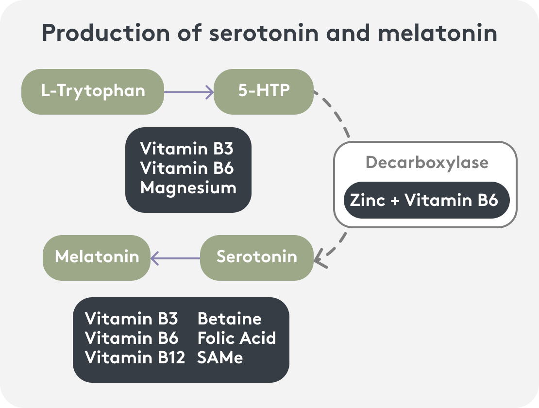 Graphic representation of the serotonin production process