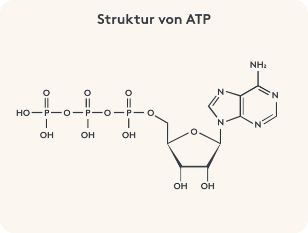 Grafische Darstellung der Struktur von ATP