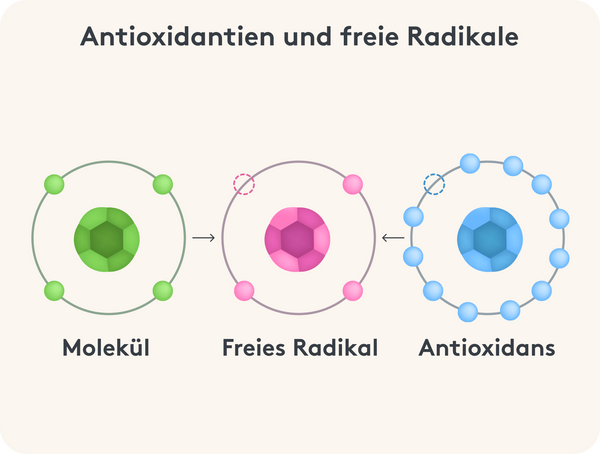 Grafische Darstellung der Wirkung von Antioxidantien auf freie Radikale