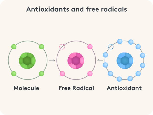 Graphic representation of the effect of antioxidants on free radicals