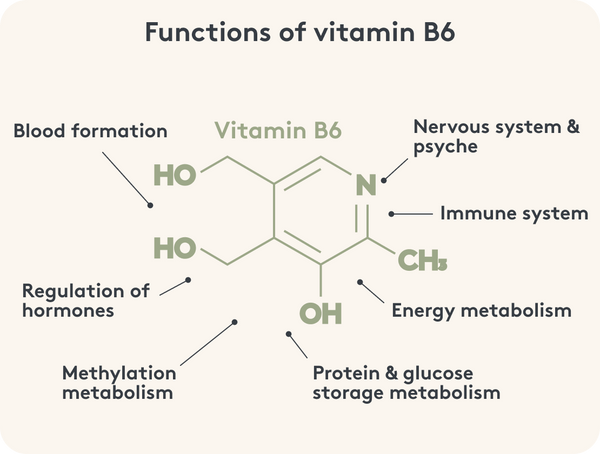 Graphic representation of the function of vitamin B6