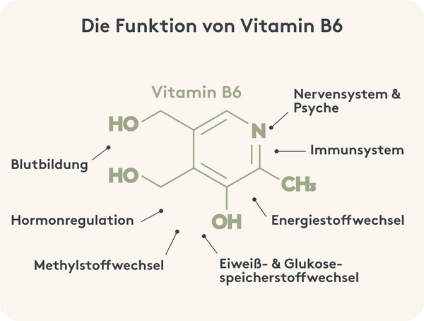 Grafische Darstellung der Funktion von Vitamin B6