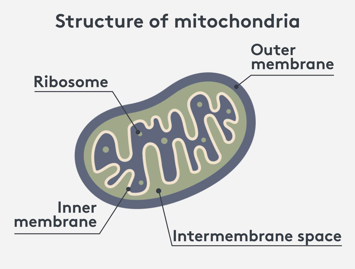 Structure of a Mitochondrion with a double membrane