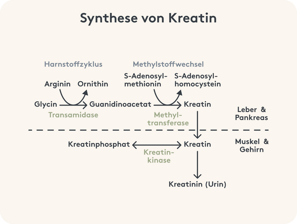 Synthese Kreatin Bild