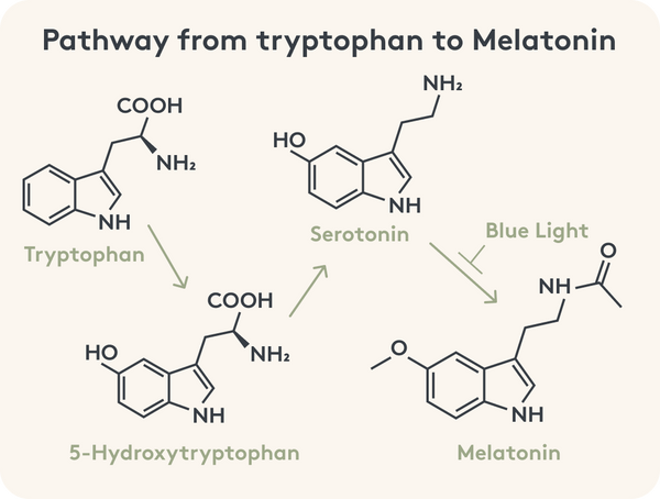 Graphic representation of the pathway from tryptophan to melatonin