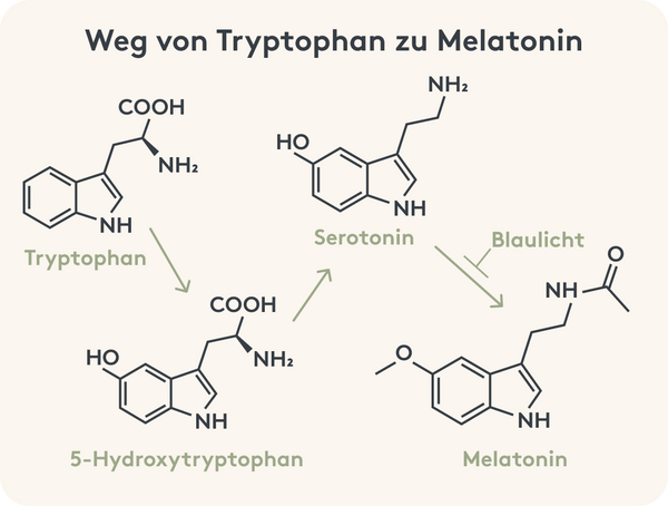 Grafische Darstellung des Wegs von Tryptophan zu Melatonin